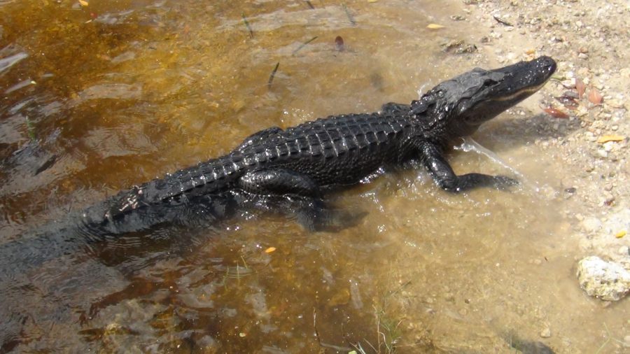 crocodile dundee