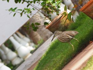 besucher auf meiner terrasse