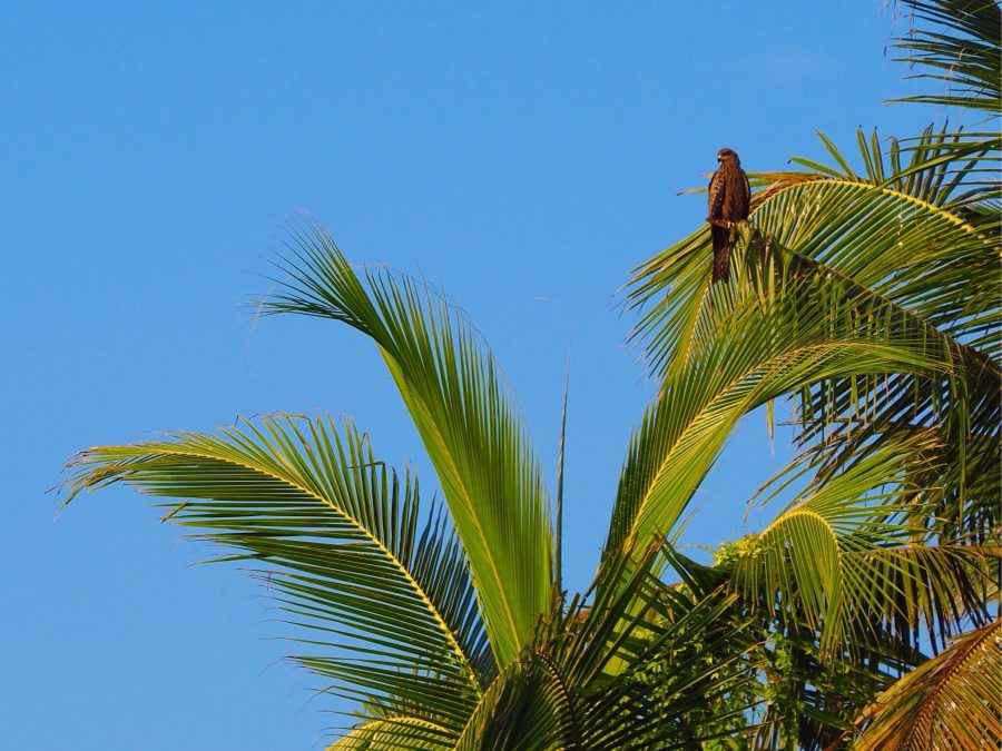 in den everglades von indien