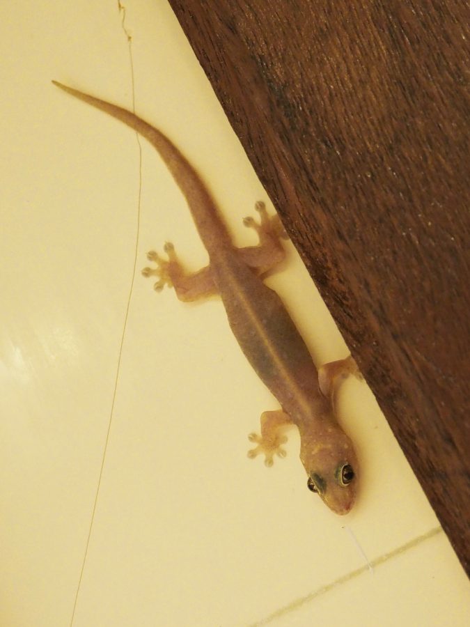 kleiner brauner gecko